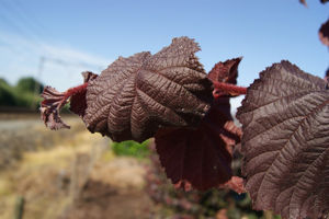 Bild von Corylus